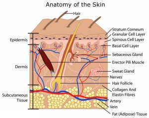 Anatomy of the Skin Treatment Best Skin specialists in Lahore